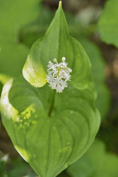 False Lily Of The Valley Plant