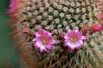 Little Pink Flowers On Cactus