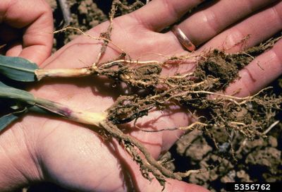 Hand Holding Roots Of Corn Seedlings