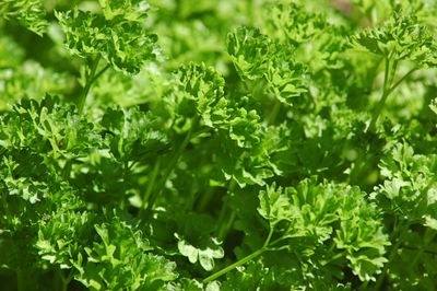 Green Curly Parsley Plant