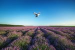 Drone Hovering Over A Field Of Purple Flowers