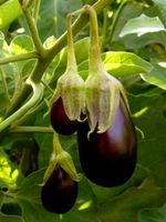 Eggplants Hanging From Branches
