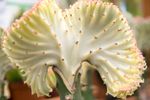 Euphorbia Stem Rot On Candelabra Cactus