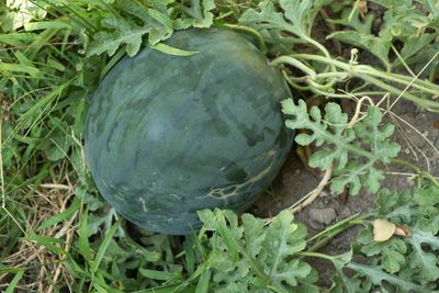 Large Green Fordhook Hybrid Melon