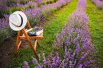 Wooden Chair Between Rows Of Lavender Plants