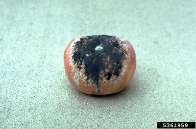 Single Peach Blackened With Rhizopus Rot