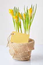 Potted Yellow Bulb Flowers With Gift Tag