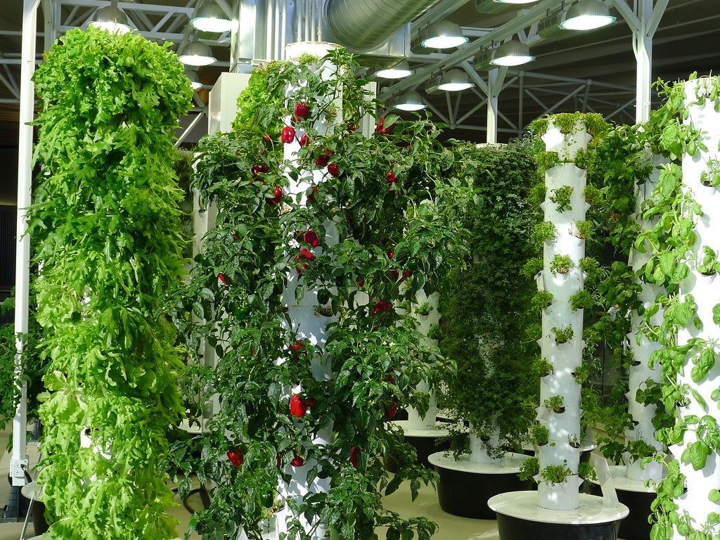 Several hydroponic tower gardens