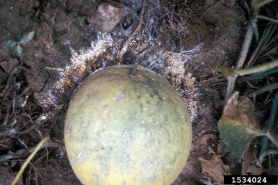 Watermelon Plant Affected By Southern Blight Disease