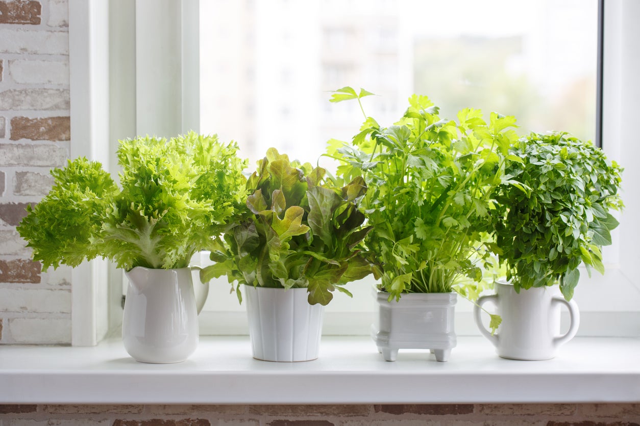 Windowsill Gardening For Beginners – Tips For Starting A Windowsill Garden