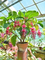 Large Potted Medinilla Plant
