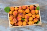 Wooden Box Full of Harvested Apricots