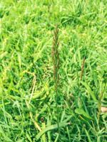 Creeping Bentgrass Weeds Growing In Grass