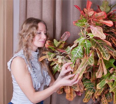 Woman Observing Croton Leaves