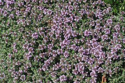 Purple Groundcover Plants
