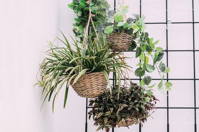 Houseplants In Hanging Baskets