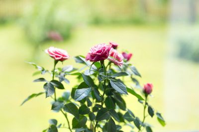 Miniature Rose Houseplant