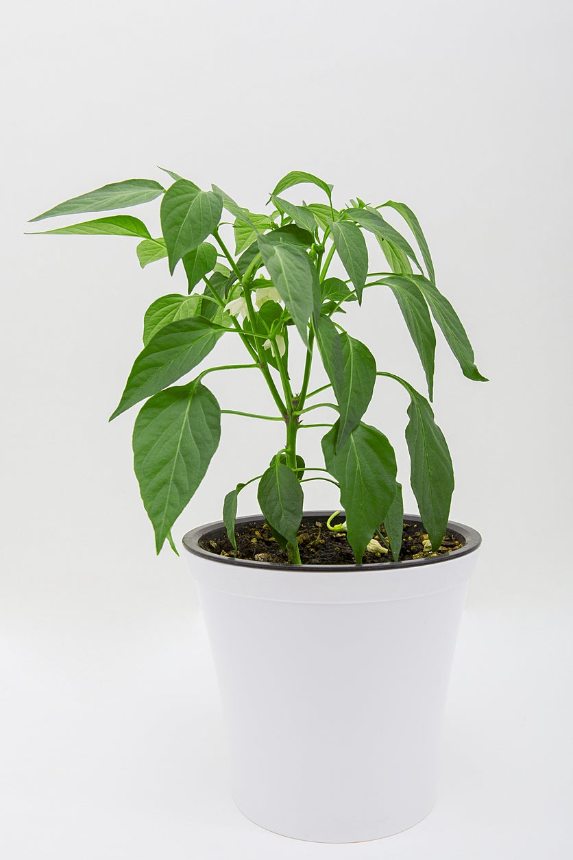 Turbulens Veluddannet FALSK Can You Grow A Pepper Plant Inside: Learn About Growing Peppers Indoors