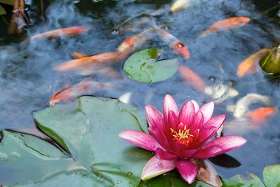 Koi Fish And Lily Pads In A Pond