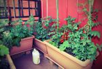 Vegetable Garden In Containers On Patio
