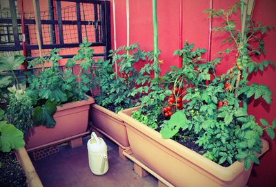 Vegetable Garden In Containers On Patio