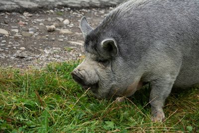 Large Grey Pig Eating Grass