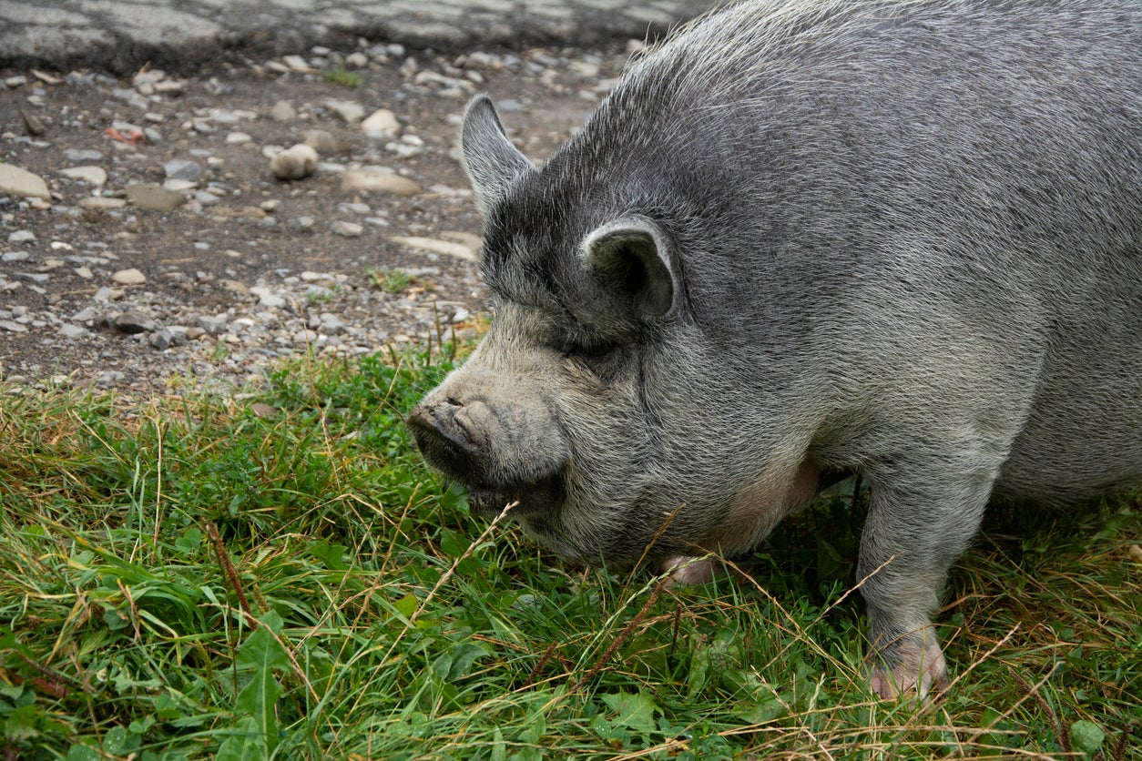 What Is Poisonous To Pigs – Learn About Plants That Are Toxic For Pigs