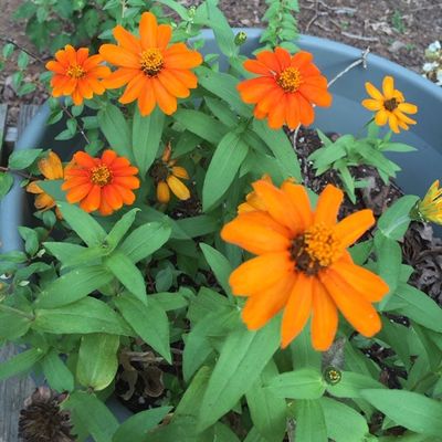 Can You Grow Zinnias In Pots – Learn How To Grow Zinnias In Containers