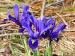 reticulated iris 2