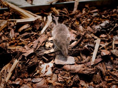 A Mouse On Garden Mulch
