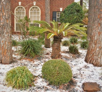 Front Yard With Plants Covered In Snow