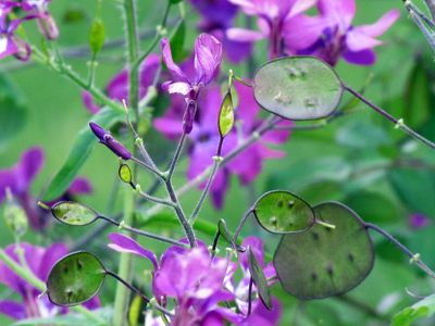 Purple Plants With Seed Pods