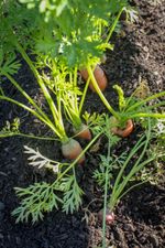 Carrot Plants Sticking Up Out Of The Soil In The Garden