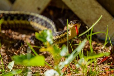 Snake In The Garden