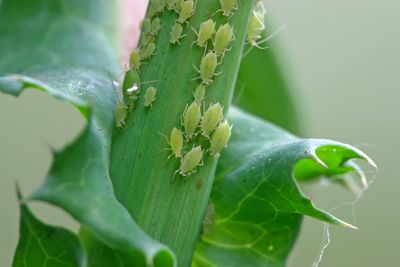Tiny Green Pests On A Plant