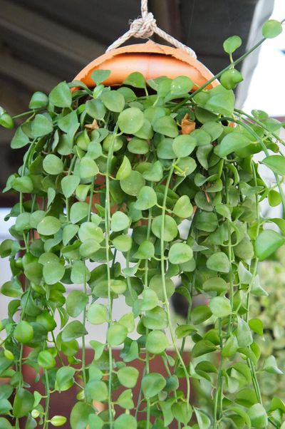 Hanging String Of Nickels Plant