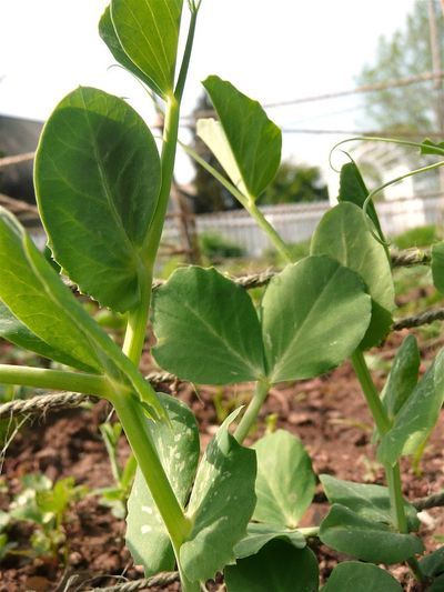 Wando Pea Plant In The Garden