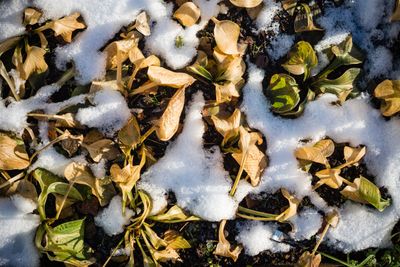 Hosta Plants Covered In Snow