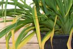 Streaks On Potted Daylily Leaves