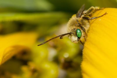 Bee On Yellow Plant
