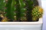 Barrel Cactus With Sprouting Baby Cactus