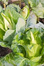 Large Green Durham Early Cabbage