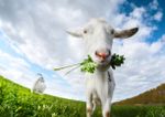White Goats Eating Plants