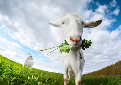 White Goats Eating Plants