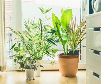 يمكن أن تساعد نباتات المنزل الداخلية في تنقية غرفة الهواء