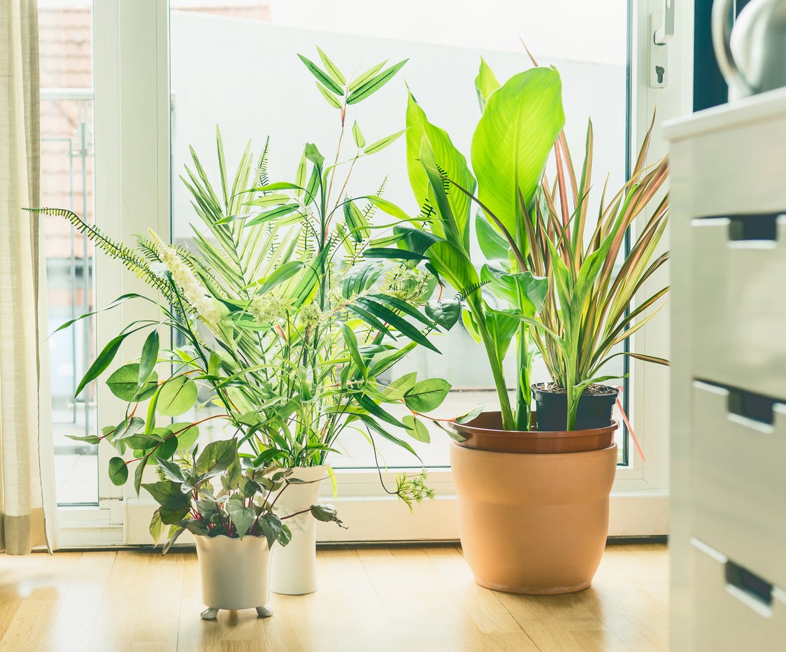 How Many Houseplants Clean The Air Recommended Number Of Plants Per Room