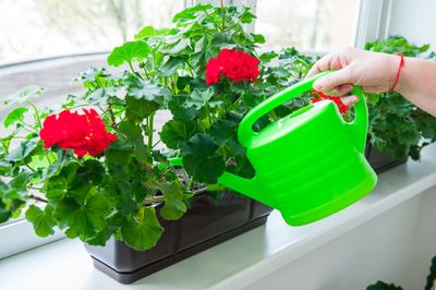 Indoor Geranium Houseplant Being Watered