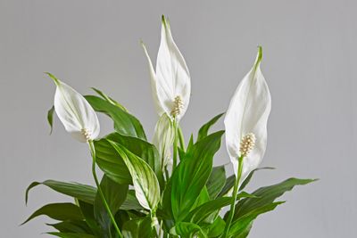 White Flowered House Plant