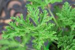 Citronella Geranium Plant