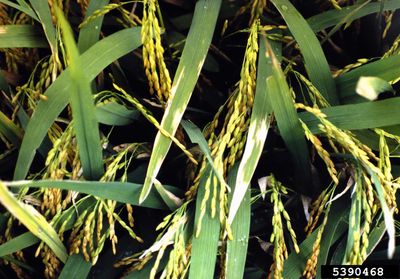 Rice Plant With Leaf Blight Disease